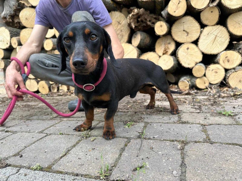 Norman, 1 Jahr, 25cm sucht sein Glück