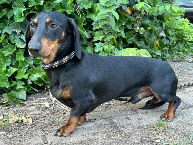 Gerry, geboren 02.09.2023, 24cm sucht sein Körbchen