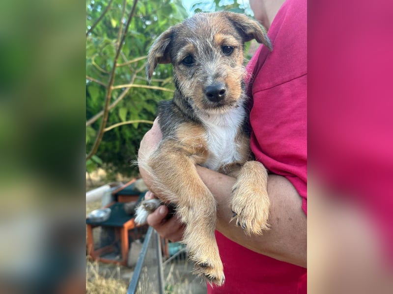 Patrik, geboren 10.04.2025, 24cm sucht seine Chance