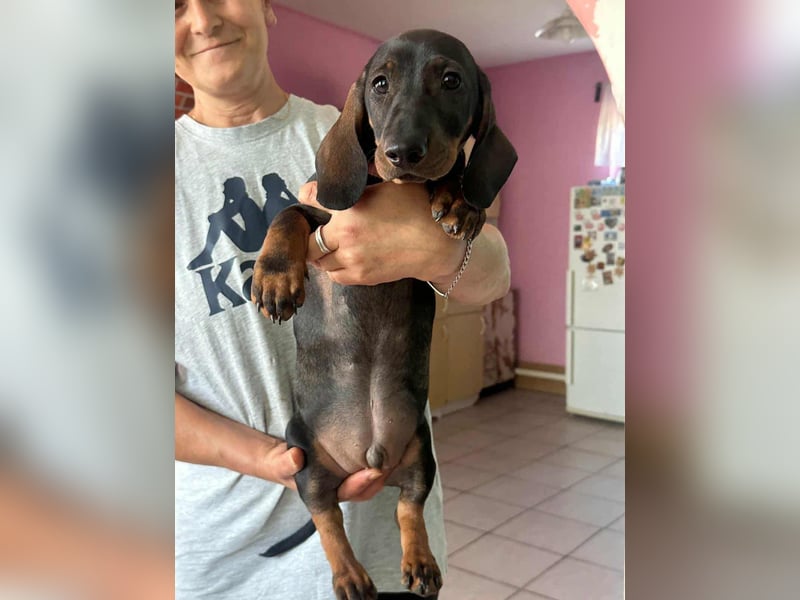 Bond, geboren 15.04.2025, 21cm sucht seine Menschen