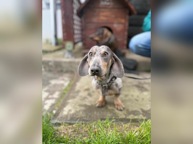 Mazli, geboren 01.10.2022, 22cm sucht seine Menschen