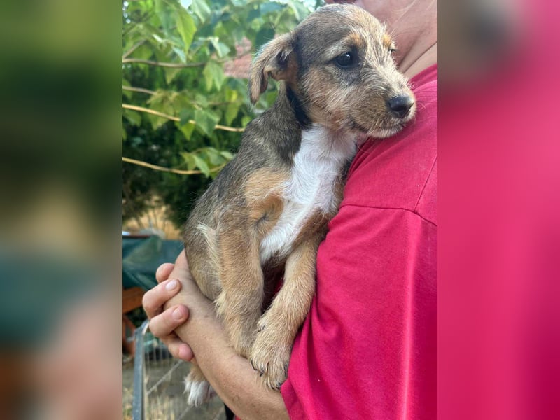 Patrik, geboren 10.04.2025, 24cm sucht seine Chance