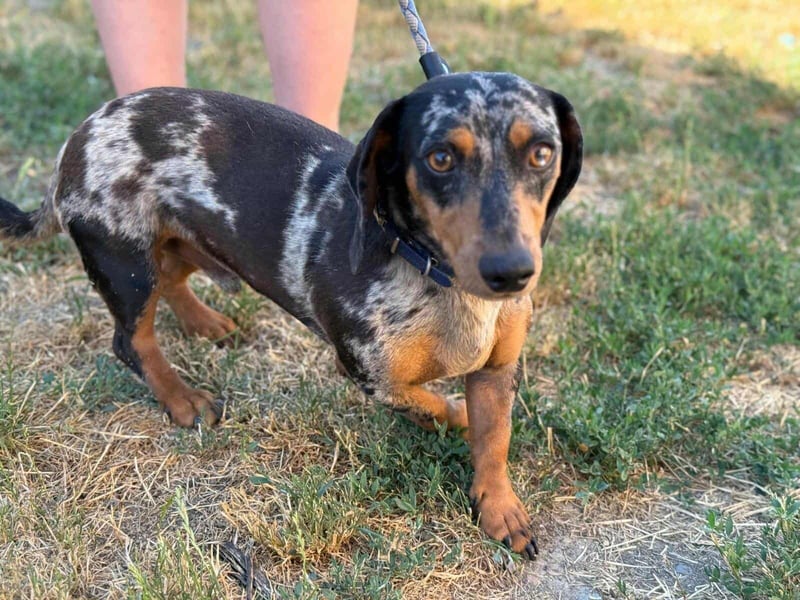 Rocky, geboren 06.2023, 27cm sucht sein Zuhause