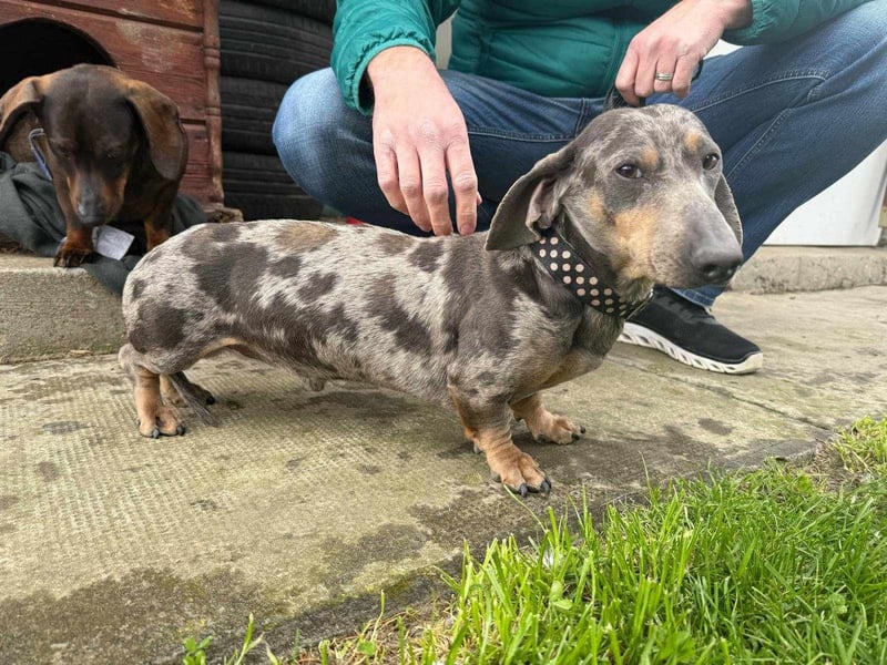 Mazli, geboren 01.10.2022, 22cm sucht seine Menschen