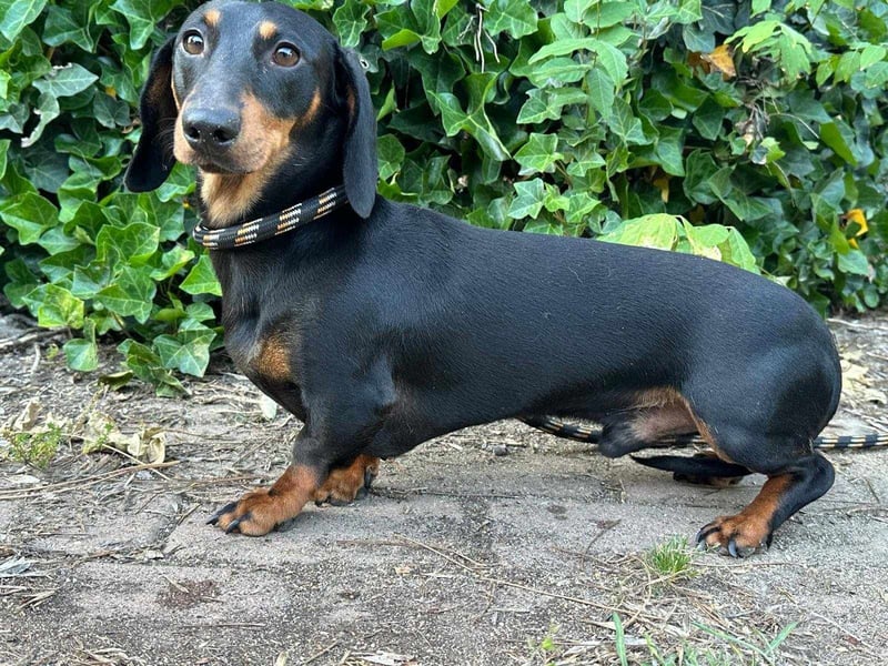 Gerry, geboren 02.09.2023, 24cm sucht sein Körbchen