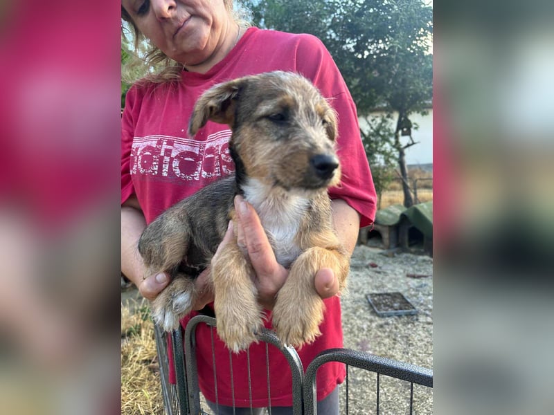 Patrik, geboren 10.04.2025, 24cm sucht seine Chance