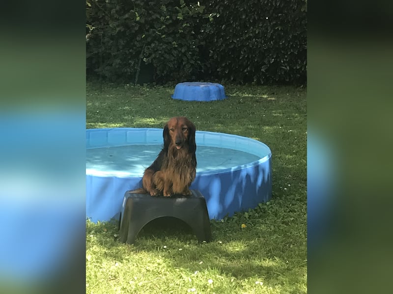 DECKRÜDE, Zwerglanghaardackel , Dackel , bildschön , absolut liebevoll , rot mit dunklem Deckhaar