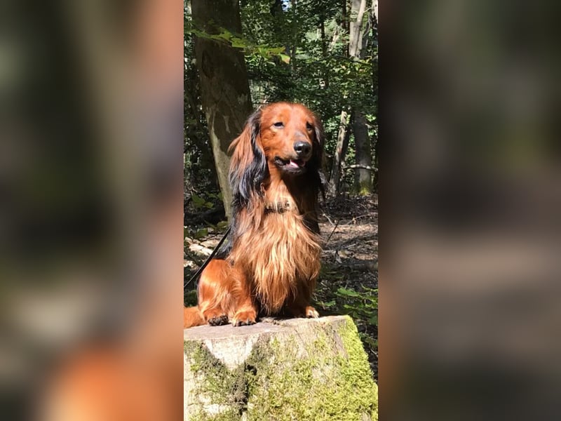 DECKRÜDE, Zwerglanghaardackel , Dackel , bildschön , absolut liebevoll , rot mit dunklem Deckhaar