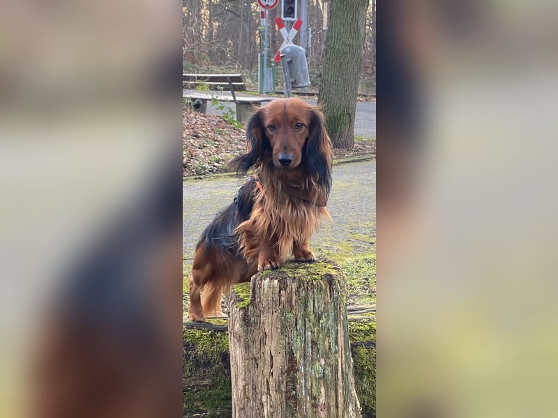 DECKRÜDE, Zwerglanghaardackel , Dackel , bildschön , absolut liebevoll , rot mit dunklem Deckhaar