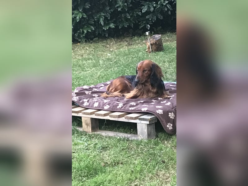 DECKRÜDE, Zwerglanghaardackel , Dackel , bildschön , absolut liebevoll , rot mit dunklem Deckhaar