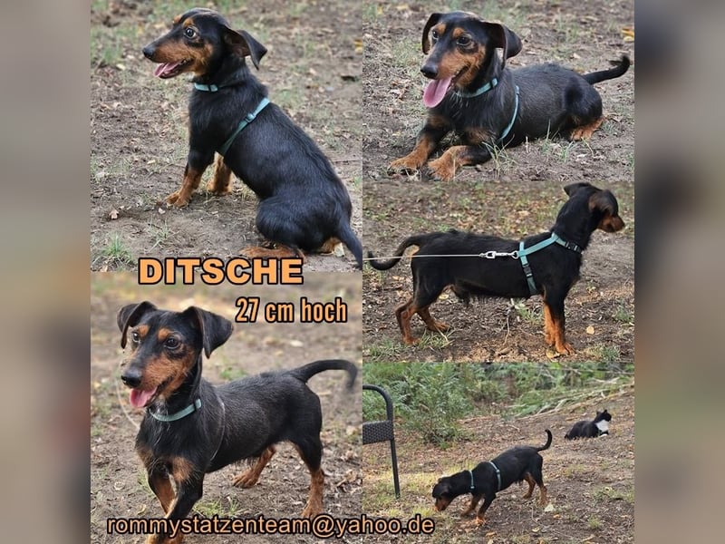Ditsche sucht ein liebevolles Zuhause