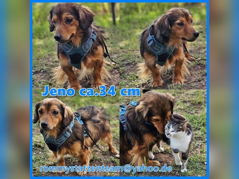 In Jeno steckt ein echtes Juwel