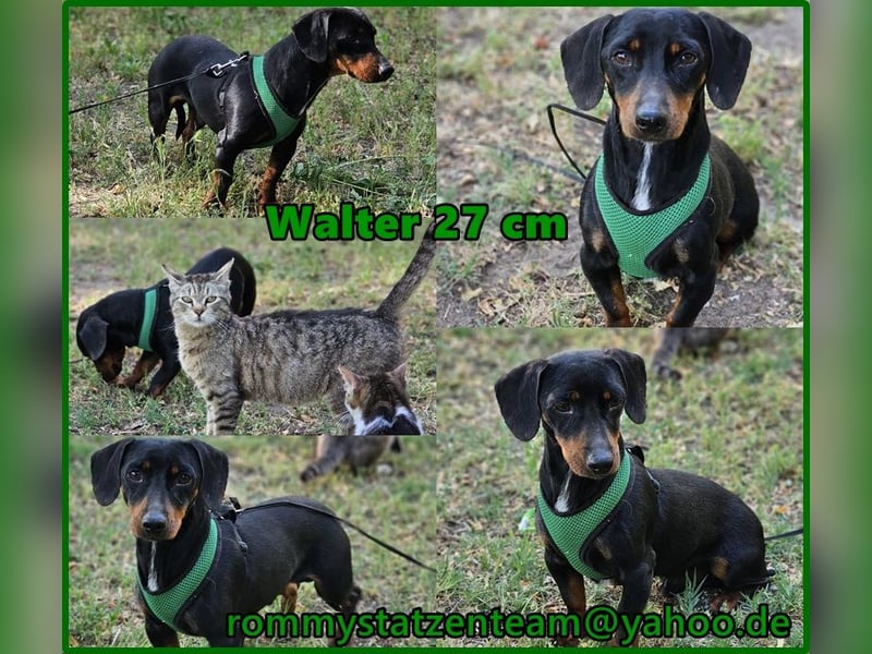 Walter - ein aufgeweckter, kleiner Kerl