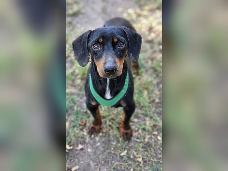 Walter - ein aufgeweckter, kleiner Kerl