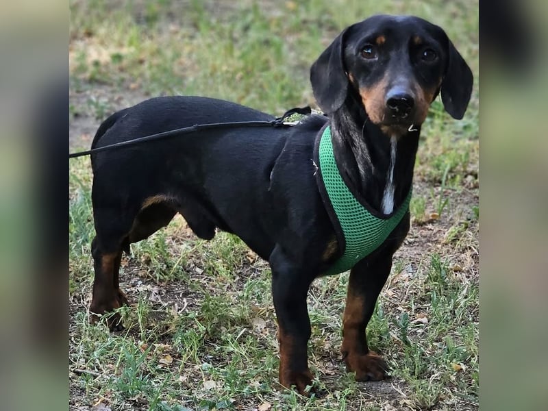 Walter - ein aufgeweckter, kleiner Kerl