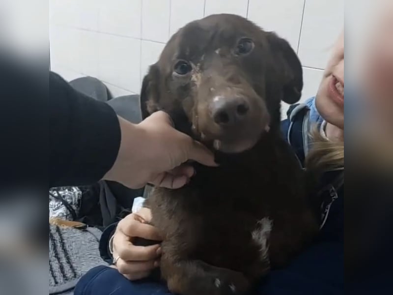 Miki ein Beast der Beauty sucht