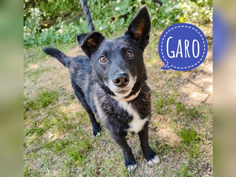 Garo ein absoluter Familienhund