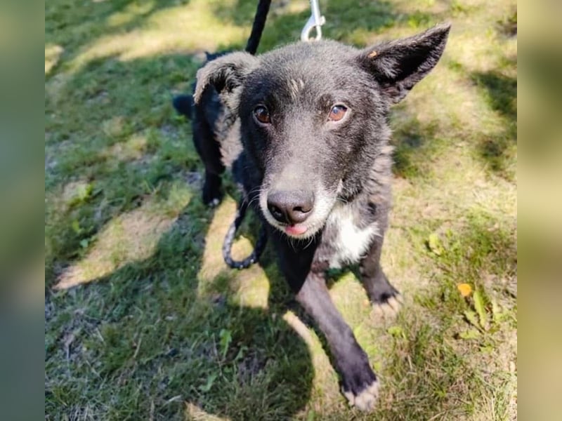 Garo ein absoluter Familienhund