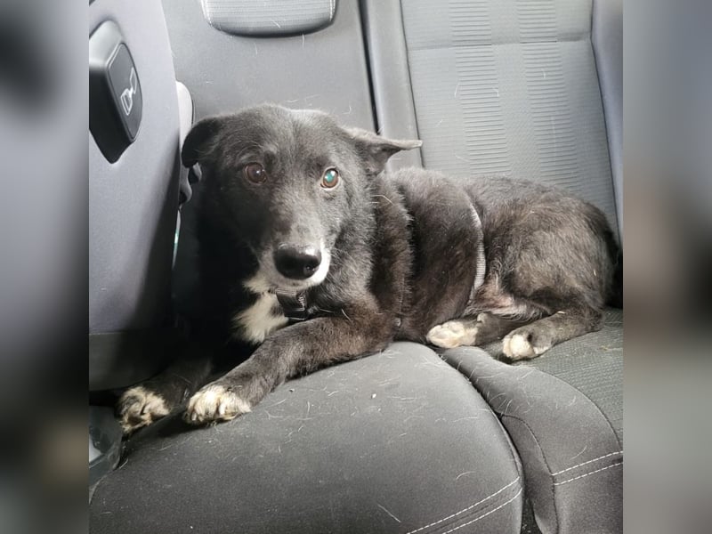 Garo ein absoluter Familienhund
