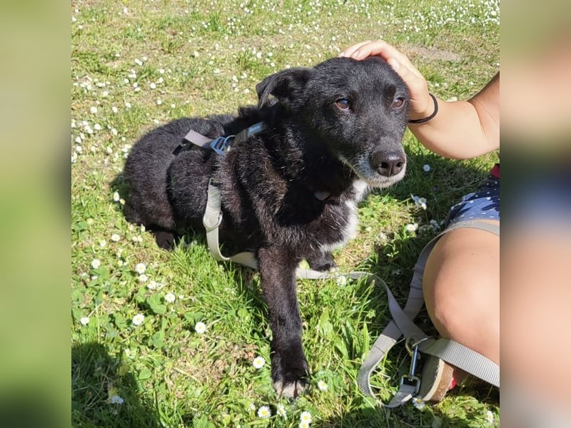 Garo ein absoluter Familienhund