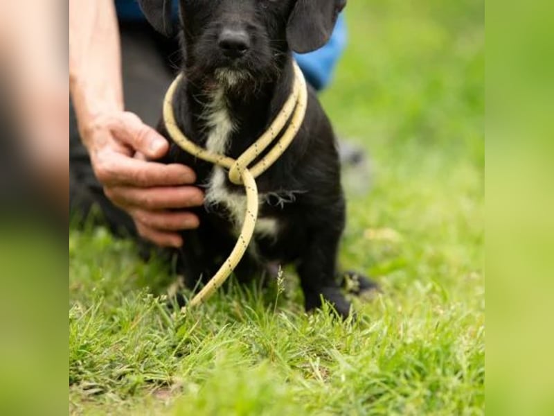 Onyx
