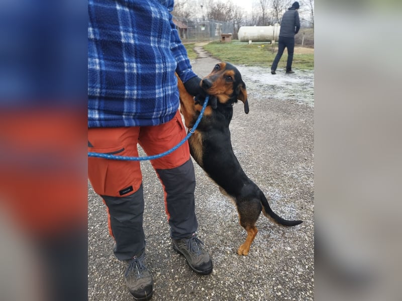 Long , ein freundlicher XL-Dackel auf der Suche nach Glück !