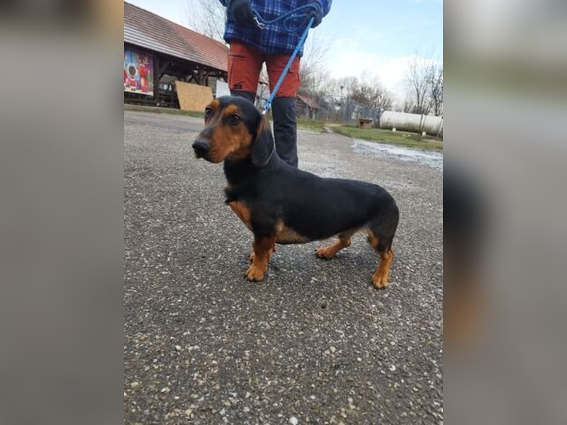 Long , ein freundlicher XL-Dackel auf der Suche nach Glück !