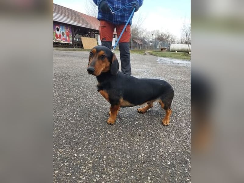 Long , ein freundlicher XL-Dackel auf der Suche nach Glück !