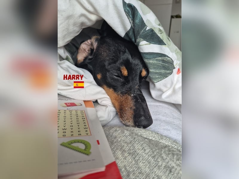 Harry,geb.01/15,freundlicher Dackelrüde sucht seine Familie,bereits auf PS  in78737 Fluorn Winzeln