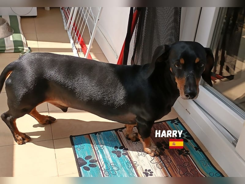 Harry,geb.01/15,freundlicher Dackelrüde sucht seine Familie,bereits auf PS  in78737 Fluorn Winzeln