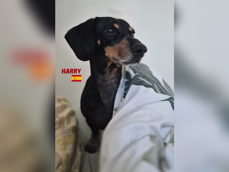 Harry,geb.01/15,freundlicher Dackelrüde sucht seine Familie,bereits auf PS  in78737 Fluorn Winzeln