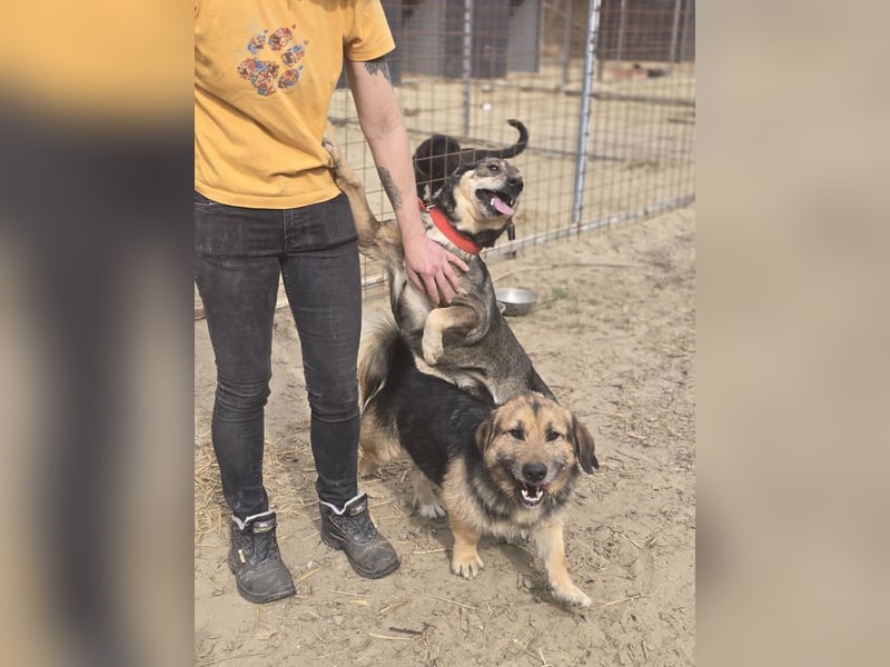 Lui – entspannter Dackel-Mix sucht sein Glück!
