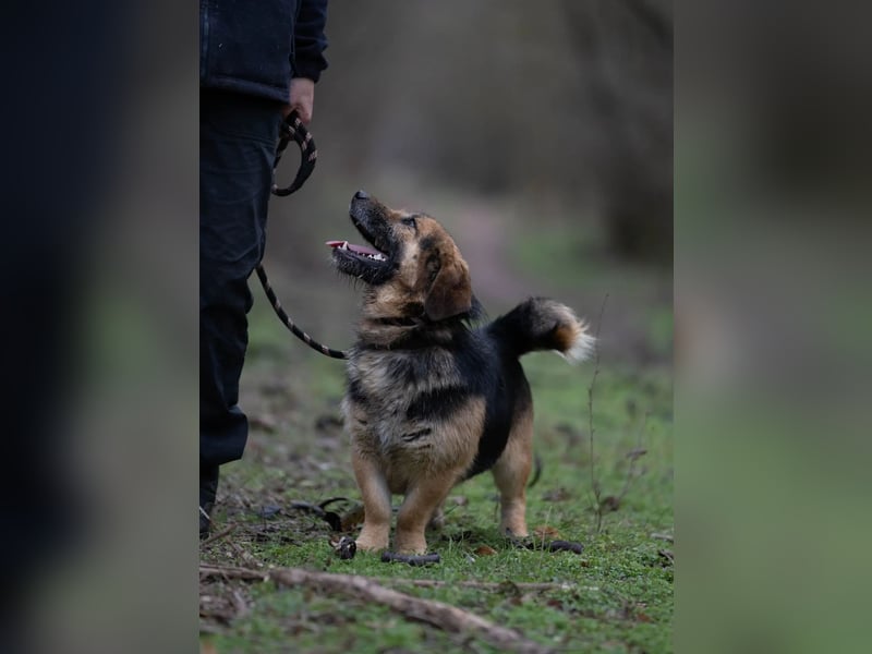 Lui – entspannter Dackel-Mix sucht sein Glück!