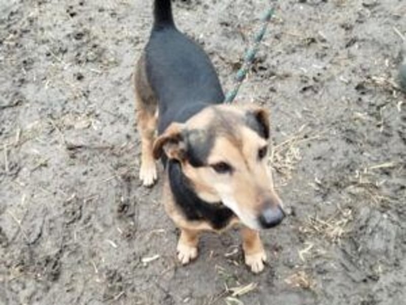 Blacky: gerettet aus der Tötungsstation