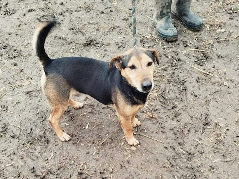 Blacky: gerettet aus der Tötungsstation