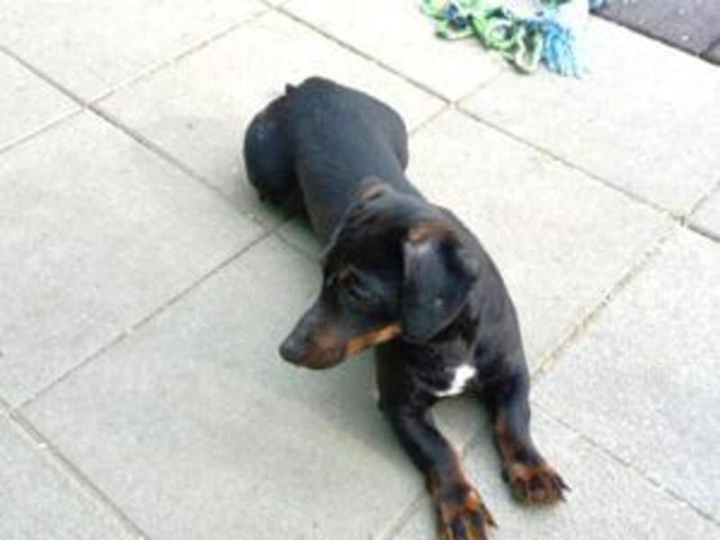 Update Archie: auf PS in 42117 Wuppertal