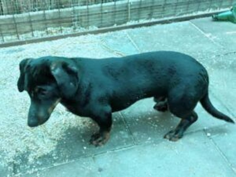 Update Archie: auf PS in 42117 Wuppertal