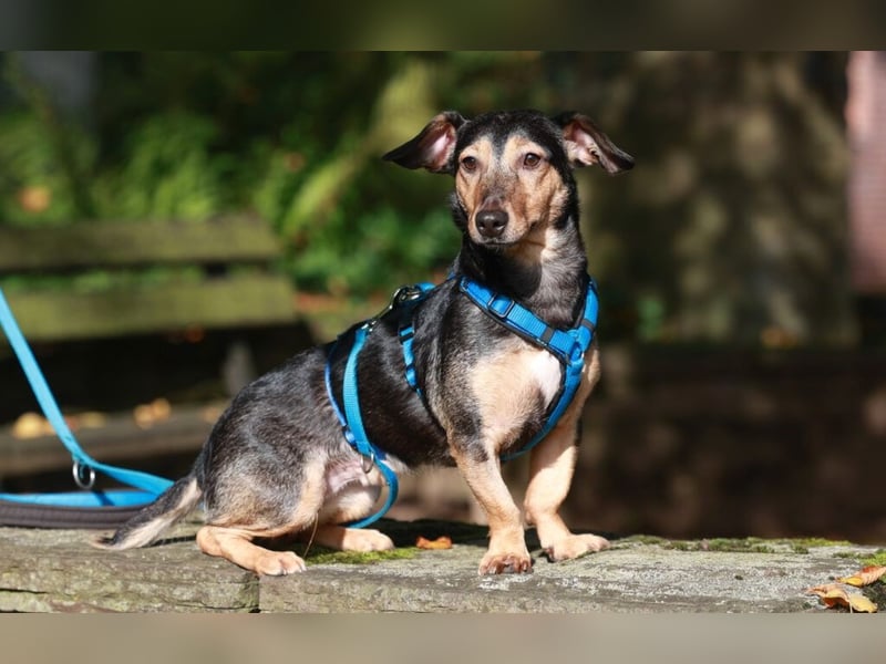 Dexter - Auf PS in 47447 Moers