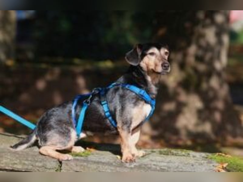 Dexter - Auf PS in 47447 Moers