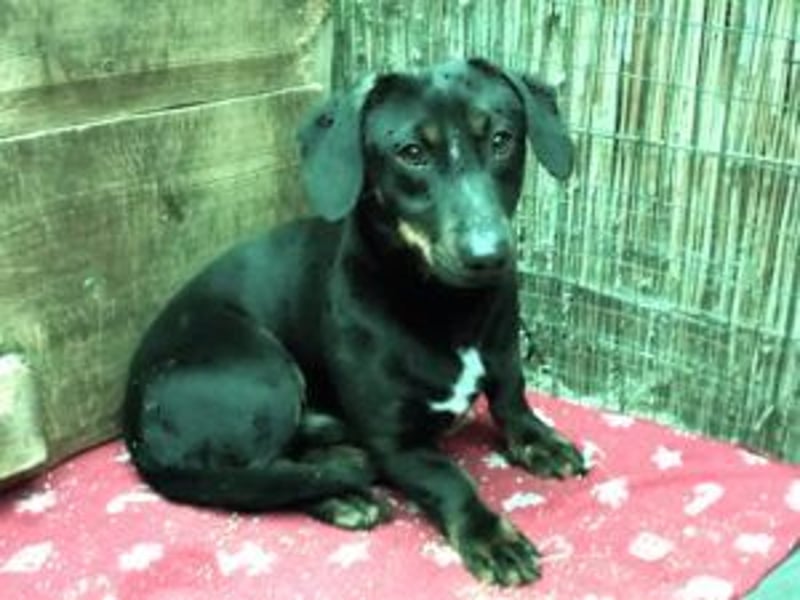 Update Archie: auf PS in 42117 Wuppertal