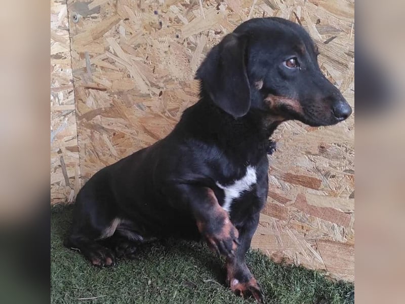Update Archie: auf PS in 42117 Wuppertal