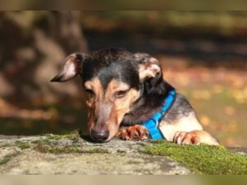 Dexter - Auf PS in 47447 Moers