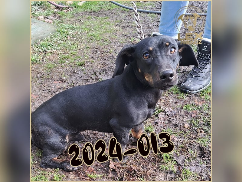 2024-013 hofft auf Rettung
