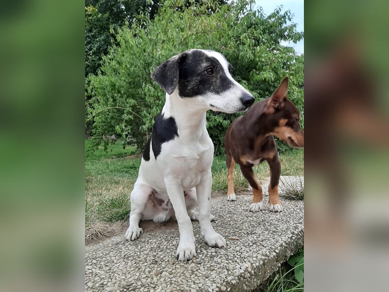 Zazu, kleiner Kerl mit großen Potential