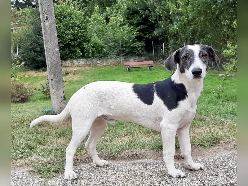 Zazu, kleiner Kerl mit großen Potential
