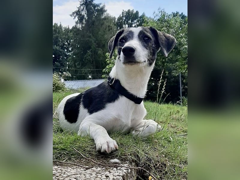 Zazu, kleiner Kerl mit großen Potential