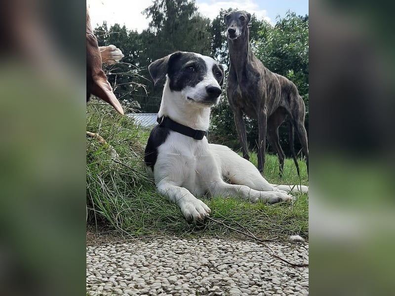 Zazu, kleiner Kerl mit großen Potential