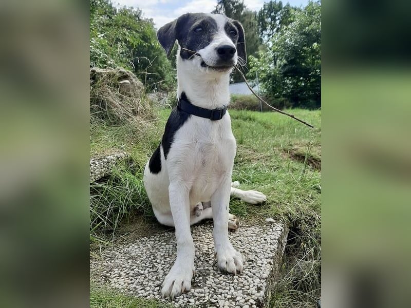 Zazu, kleiner Kerl mit großen Potential