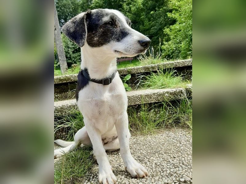 Zazu, kleiner Kerl mit großen Potential