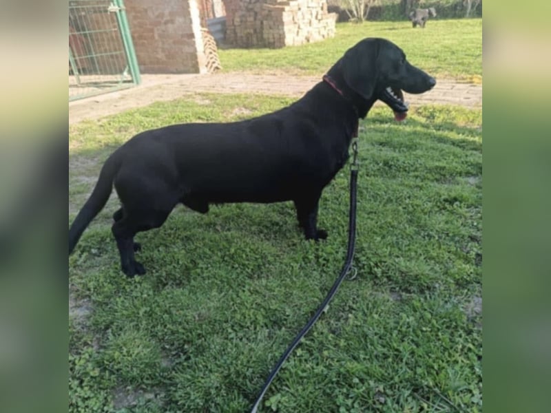 Kerlchen-Blacky ein absoluter Schatz